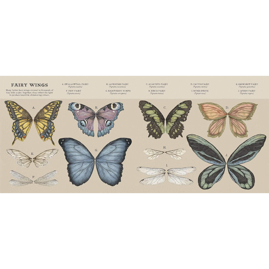 A Natural History of Fairies by Emily Hawkins Hardcover