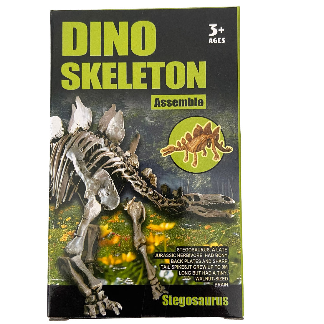 Assemble Dinosaur Skeleton